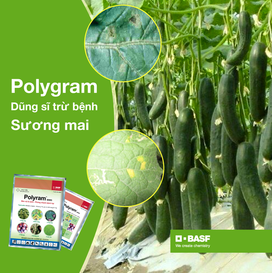 Thuốc trừ bệnh Polyram 80WG - Gói 500g